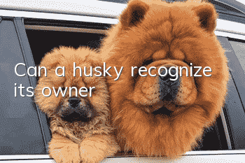 Can a husky recognize its owner?