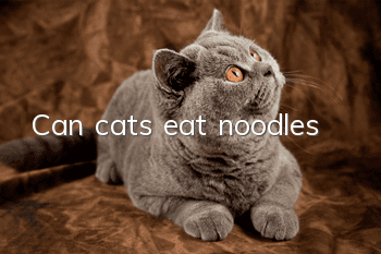 Can cats eat noodles?
