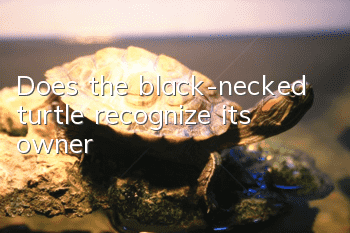 Does the black-necked turtle recognize its owner?