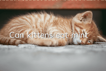 Can kittens eat mint?