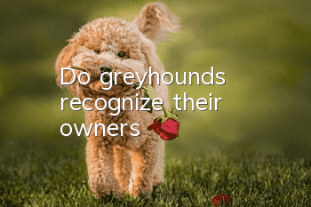 Do greyhounds recognize their owners?
