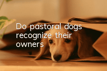 Do pastoral dogs recognize their owners?