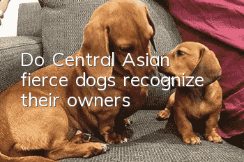 Do Central Asian fierce dogs recognize their owners?
