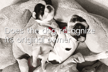 Does the dog recognize its original owner?