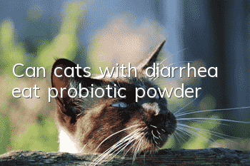 Can cats with diarrhea eat probiotic powder?