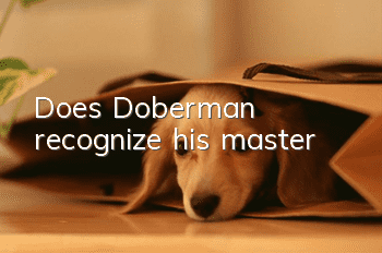 Does Doberman recognize his master?