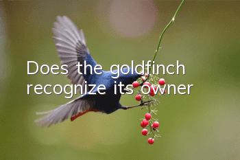 Does the goldfinch recognize its owner?