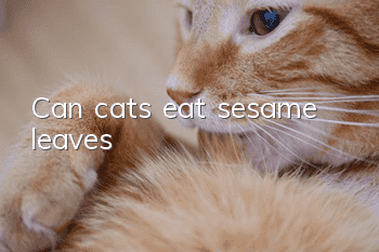 Can cats eat sesame leaves?