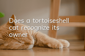Does a tortoiseshell cat recognize its owner?