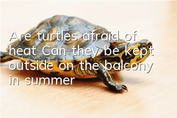 Are turtles afraid of heat? Can they be kept outside on the balcony in summer?