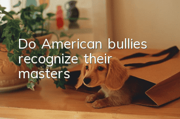 Do American bullies recognize their masters?
