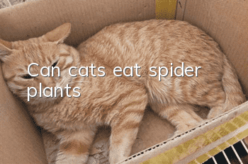 Can cats eat spider plants?
