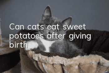 Can cats eat sweet potatoes after giving birth?