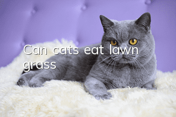 Can cats eat lawn grass?