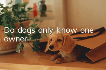Do dogs only know one owner?