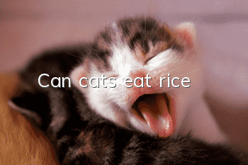 Can cats eat rice?