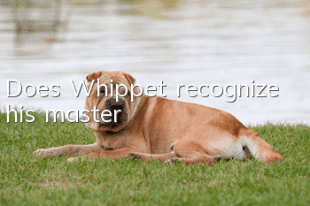 Does Whippet recognize his master?