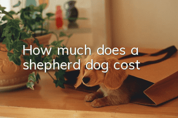 How much does a shepherd dog cost?
