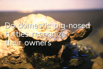 Do domestic pig-nosed turtles recognize their owners?