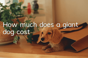 How much does a giant dog cost?