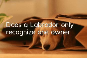 Does a Labrador only recognize one owner?