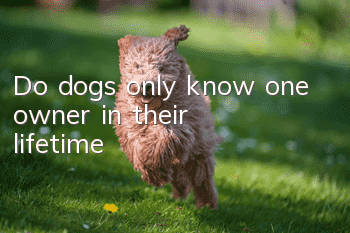 Do dogs only know one owner in their lifetime?