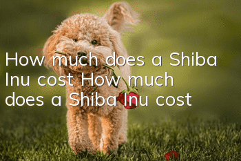 How much does a Shiba Inu cost? How much does a Shiba Inu cost?