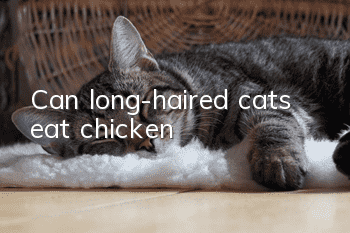 Can long-haired cats eat chicken?