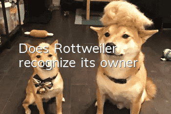 Does Rottweiler recognize its owner?