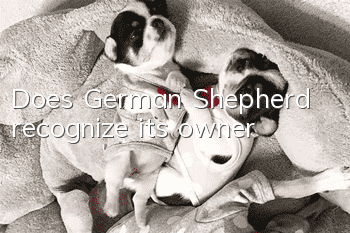 Does German Shepherd recognize its owner?