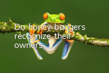 Do honey badgers recognize their owners?