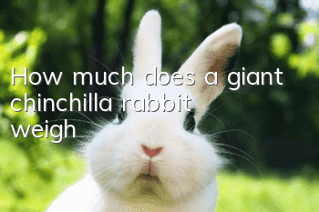 How much does a giant chinchilla rabbit weigh?
