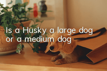 Is a Husky a large dog or a medium dog?