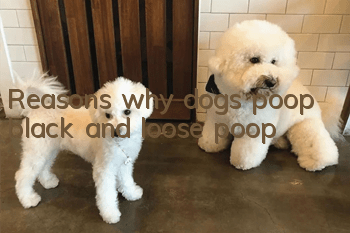 Reasons why dogs poop black and loose poop