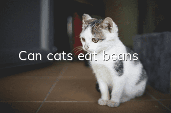 Can cats eat beans?