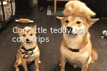 Can little teddy eat cat strips?