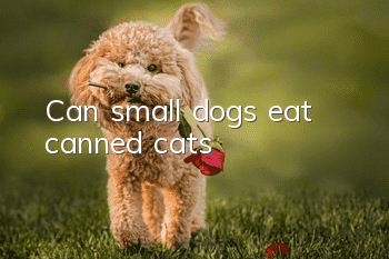 Can small dogs eat canned cats?