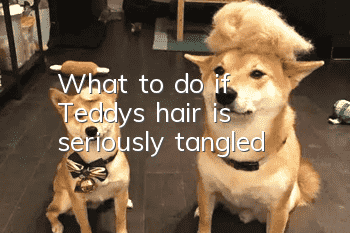 What to do if Teddy's hair is seriously tangled