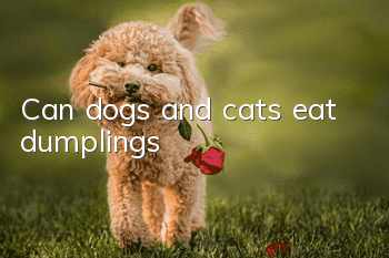 Can dogs and cats eat dumplings?