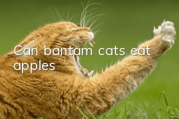 Can bantam cats eat apples?