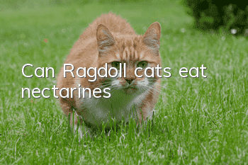 Can Ragdoll cats eat nectarines?