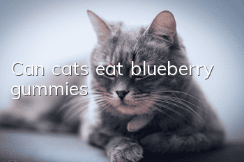 Can cats eat blueberry gummies?