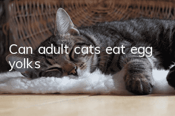 Can adult cats eat egg yolks?