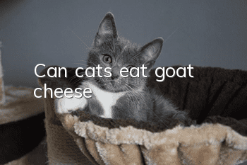 Can cats eat goat cheese?
