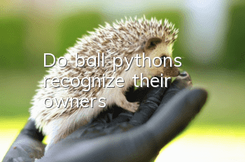 Do ball pythons recognize their owners?