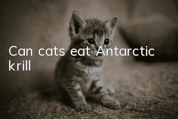 Can cats eat Antarctic krill?