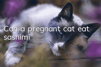 Can a pregnant cat eat sashimi?