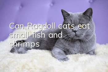 Can Ragdoll cats eat small fish and shrimps?