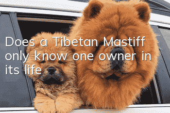 Does a Tibetan Mastiff only know one owner in its life?