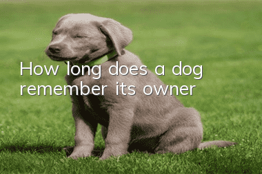 How long does a dog remember its owner?